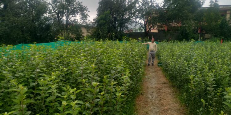 सेब की कल्मों का किया गया रोपण कार्य, बिक्री हेतु उपलब्ध होंगे 40,000 हजार सेब पौध…….