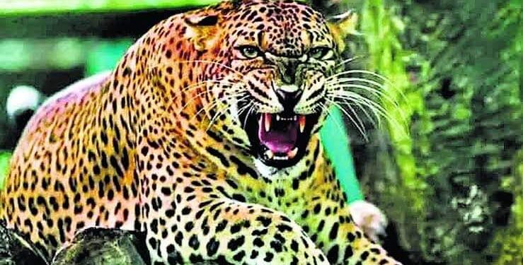 बाघ का आतंक : बाघ ने बनाया बालिका को निवाला, 10 दिन में तीन महिलाओं की मौत से ग्रामीणों में आक्रोशित।