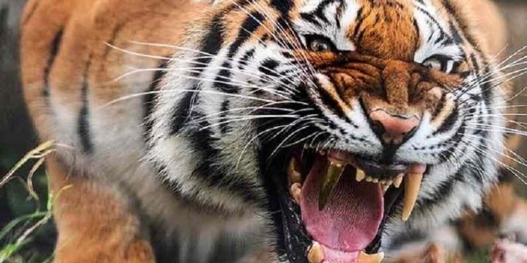 बगीचे में काम कर रहे व्यक्ति पर तेंदुए ने किया हमला,शरीर पर दो पंजे मारे; शोर मचाने पर भागा